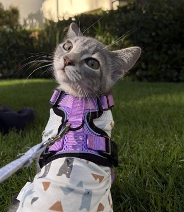 Indie in the grass
